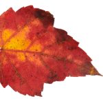 一级片免费看 4d2dc7r3