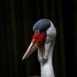 无码特辑先锋影音 j1bxf