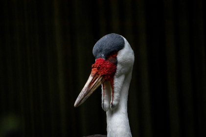 无码特辑先锋影音