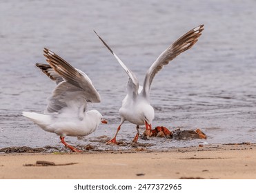 八哥影院：探索多元文化与电影艺术的完美结合