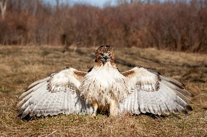 世上最不安的人1：在喧嚣中寻找内心的宁静与平衡