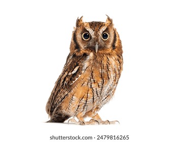 探索八哥影视天堂：畅享无限精彩影视资源